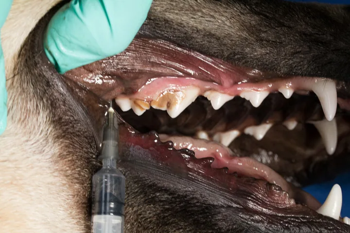 A right lateral view of a canine oral cavity with the lips retracted caudally and a needle inserted dorsally just caudal to the maxillary second molar.