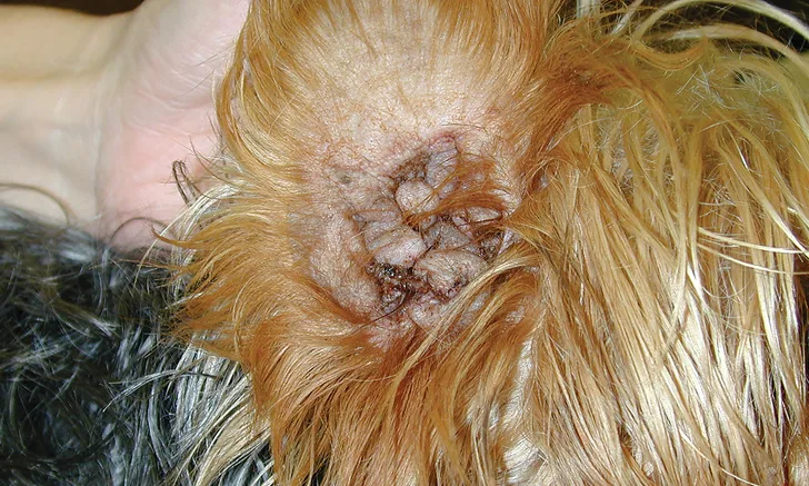 Severe vertical canal epithelium and ceruminous gland hyperplasia impeding medical management of otitis externa in a dog