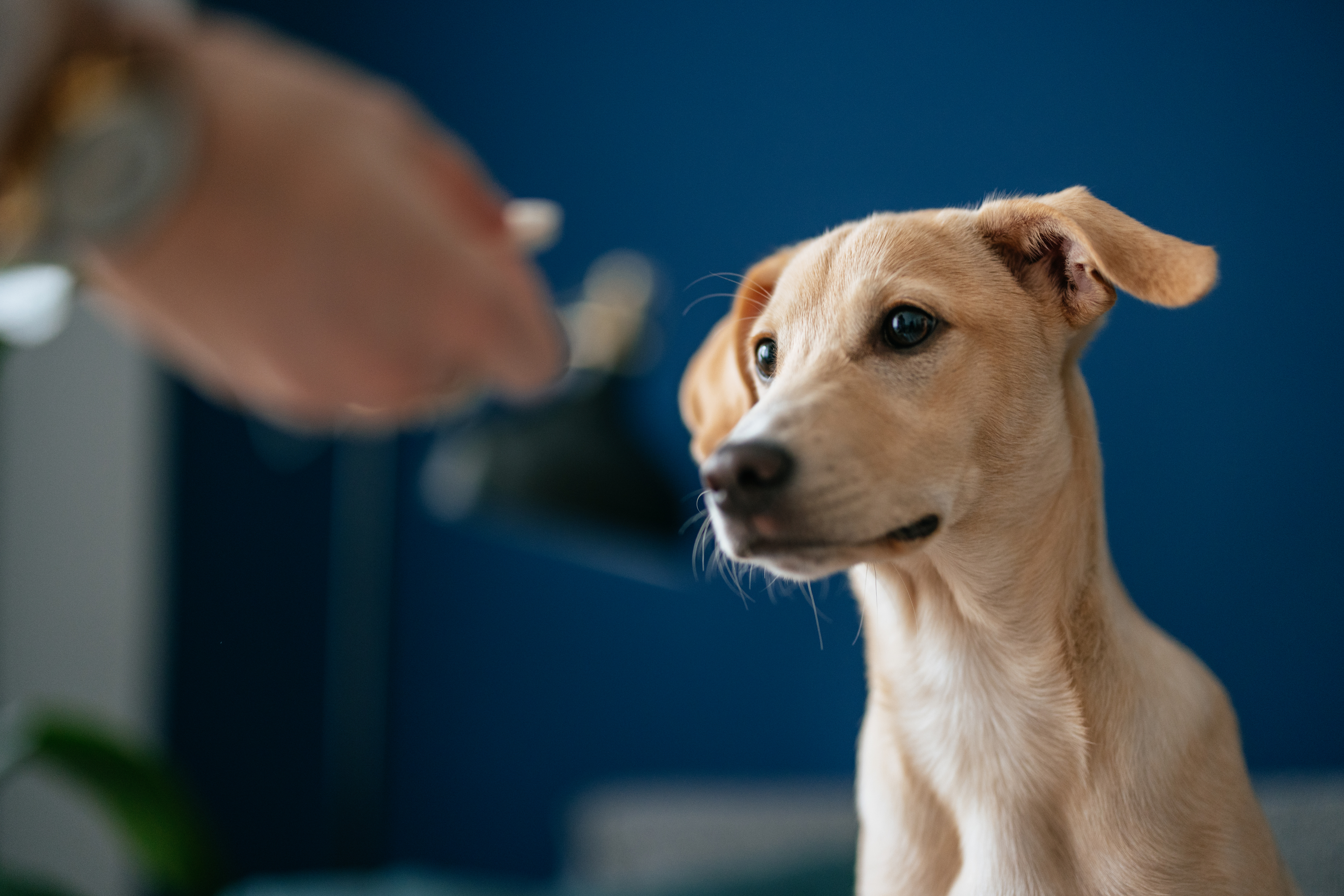 clinician’s brief　Vol.2 Your Go-To Resource for Veterinary Essentials & Insights