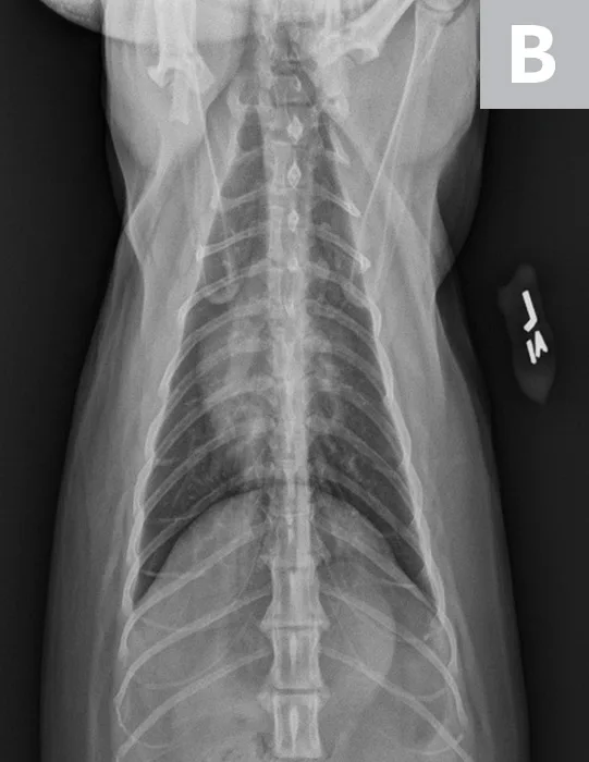 Lateral and VD thoracic images of a cat with a normal-sized heart and overlying VHS measurements on lateral view.