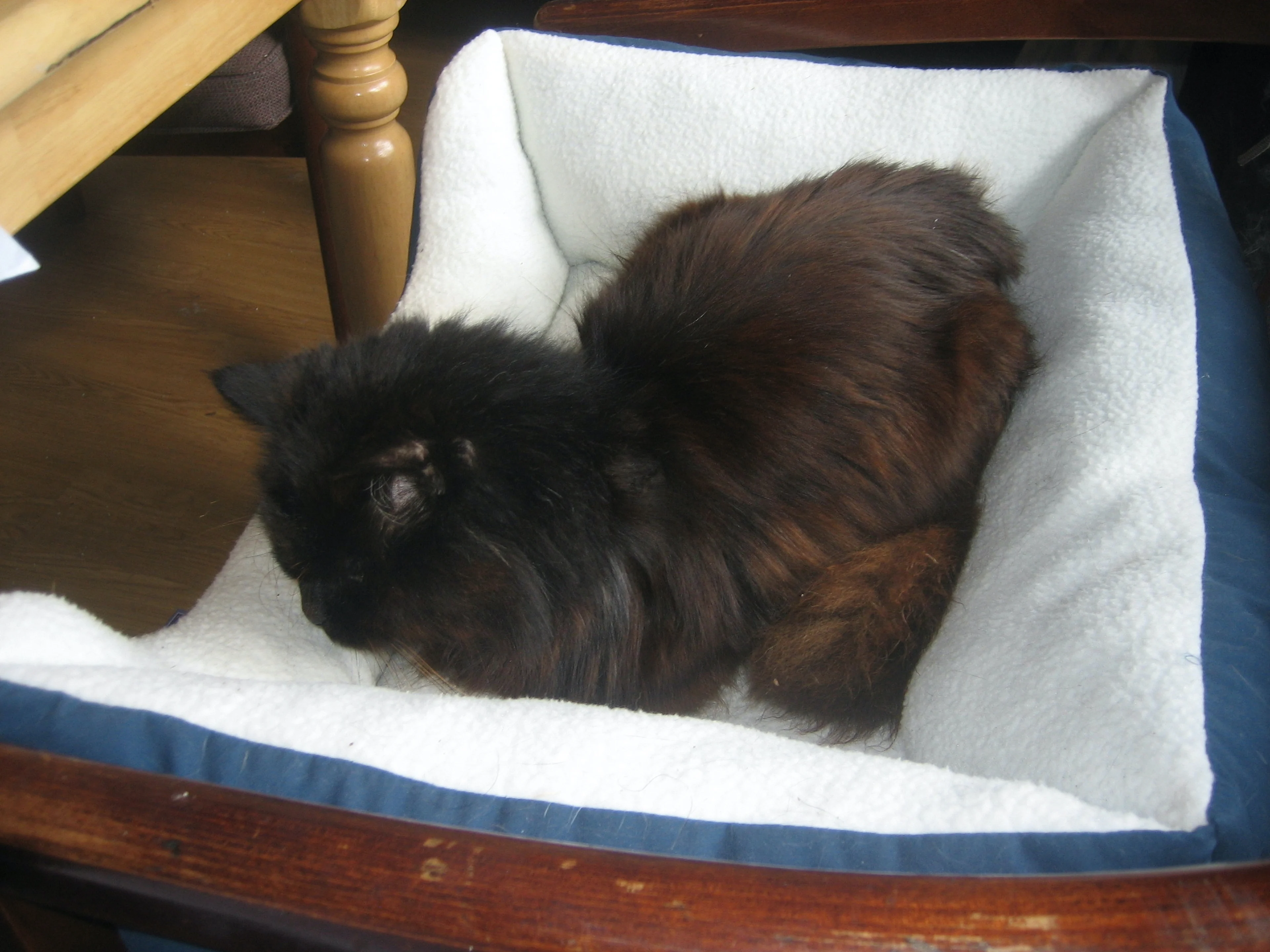 A cat resting in a padded, plush cat bed.