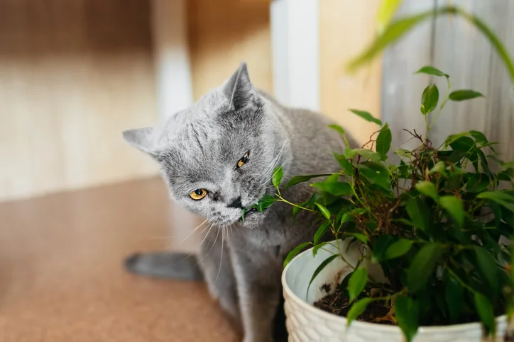 A gray cat chewing on an indoor house plant. 