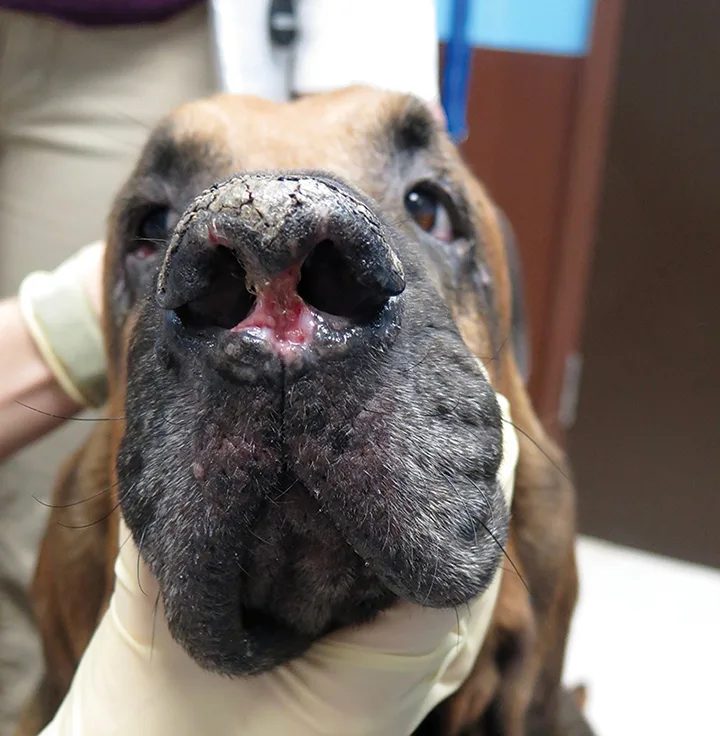Marked crusting of dorsal nasal planum and deep ulceration of ventral philtrum in a dog.