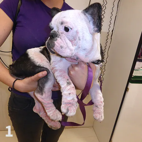 Canine Atopic Dermatitis