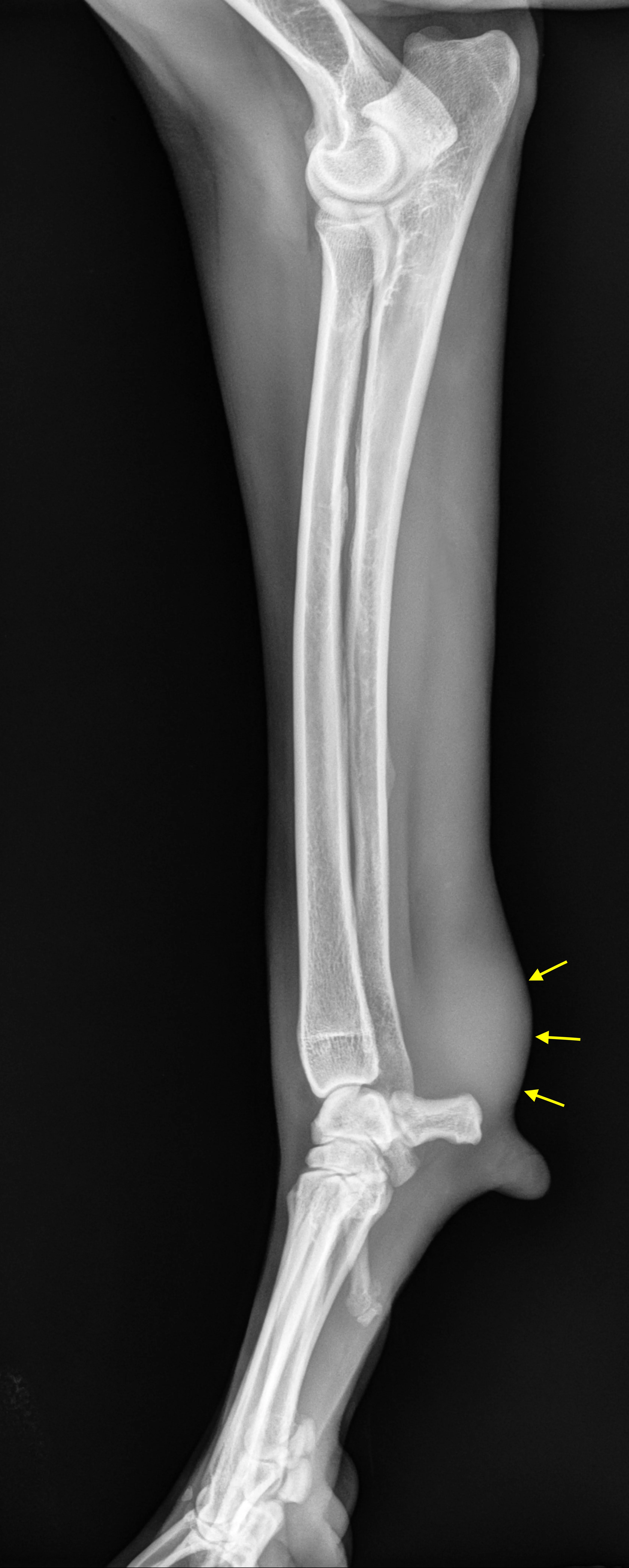 X-rays with arrows pointing to soft-tissue density swelling at distal aspect of dog antebrachium.