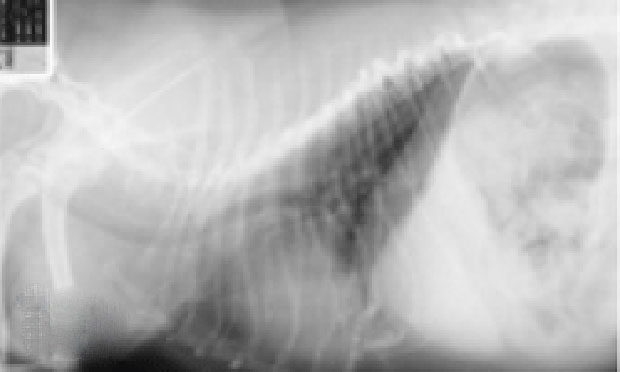 Respiratory Distress in a Pug