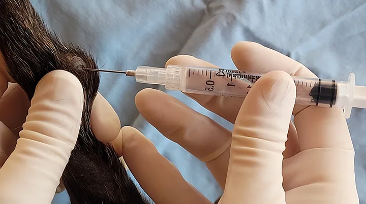 Gloved hands inserting a needle attached to an air-filled syringe into a mass on a dog’s tail.
