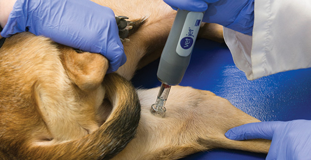 Canine Melanoma Vaccine | Clinician's Brief