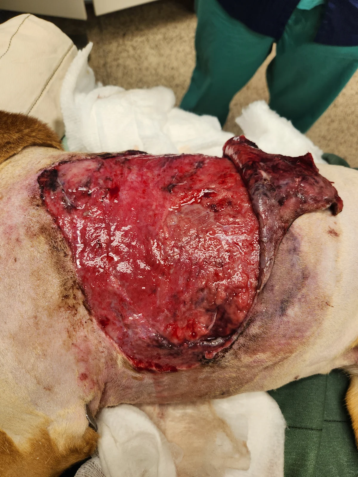 The canine patient is laying laterally, with a larger open wound on the right shoulder.