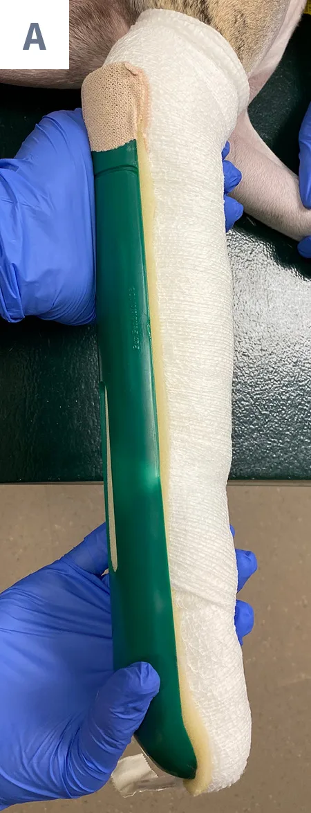 Gloved hands holding splint up against the caudal aspect of bandaged forelimb of dog.