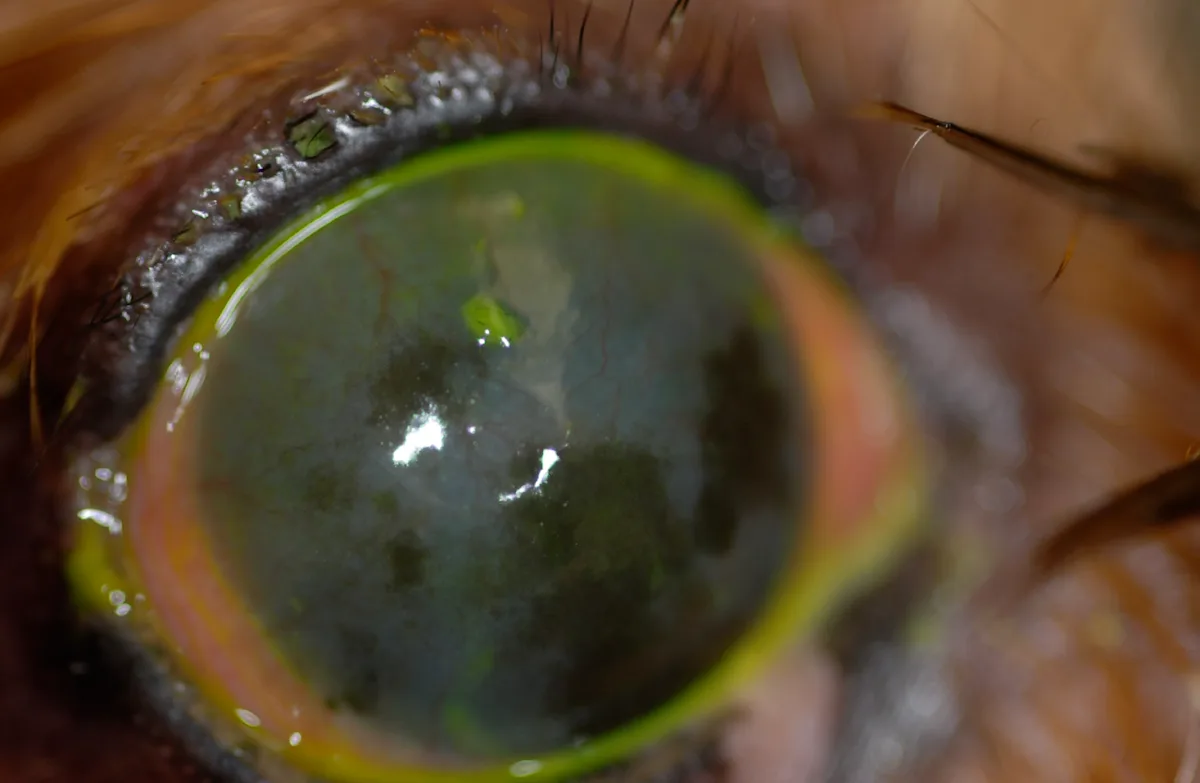 A dog’s eye with fluoroscein stain residue and visible corneal pigmentation and vascularization.