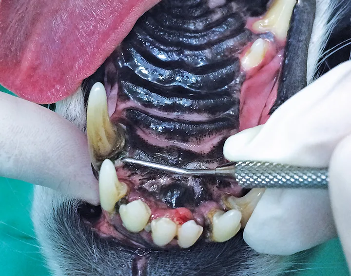 Canine mouth undergoing an anesthetic dental procedure. 