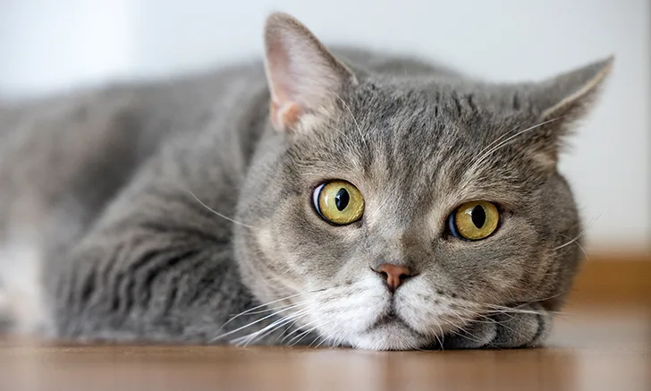 Zoetis Feline OA Abby Case, Opening Image.jpg