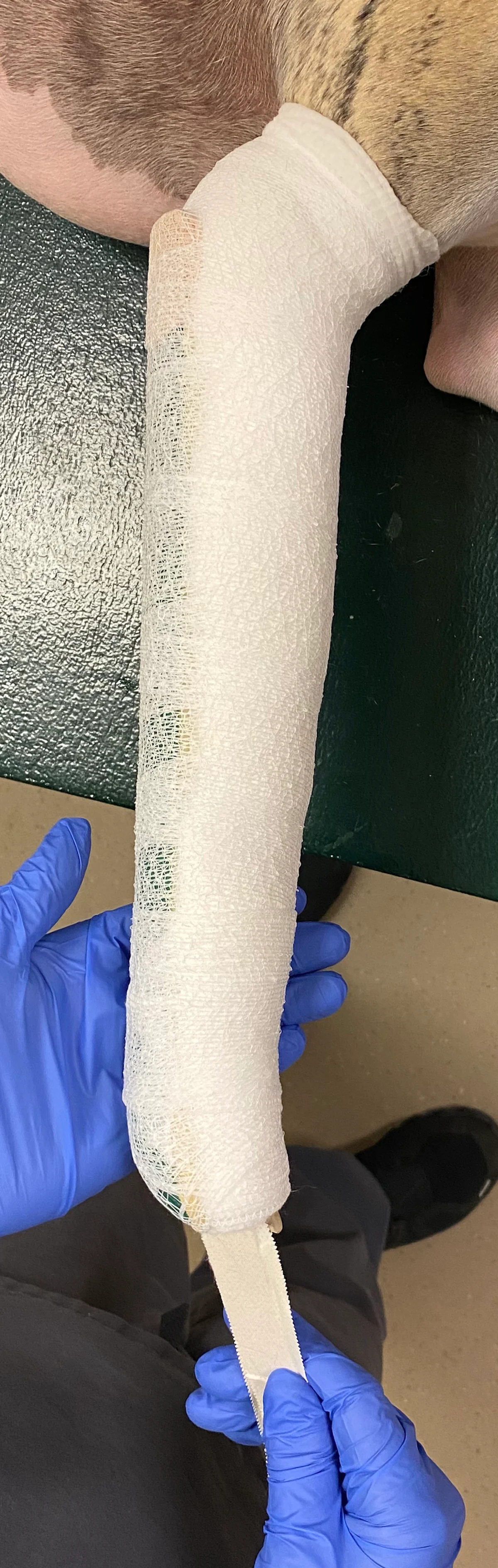 Elastic gauze covering bandaged forelimb of dog holding caudal splint in place. 