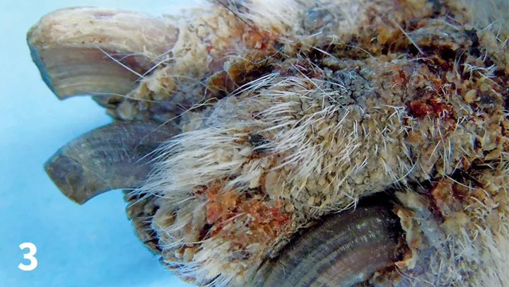 A close-up lateral view of a dog’s paw and nails, showing significant hair loss and crusting of the skin.