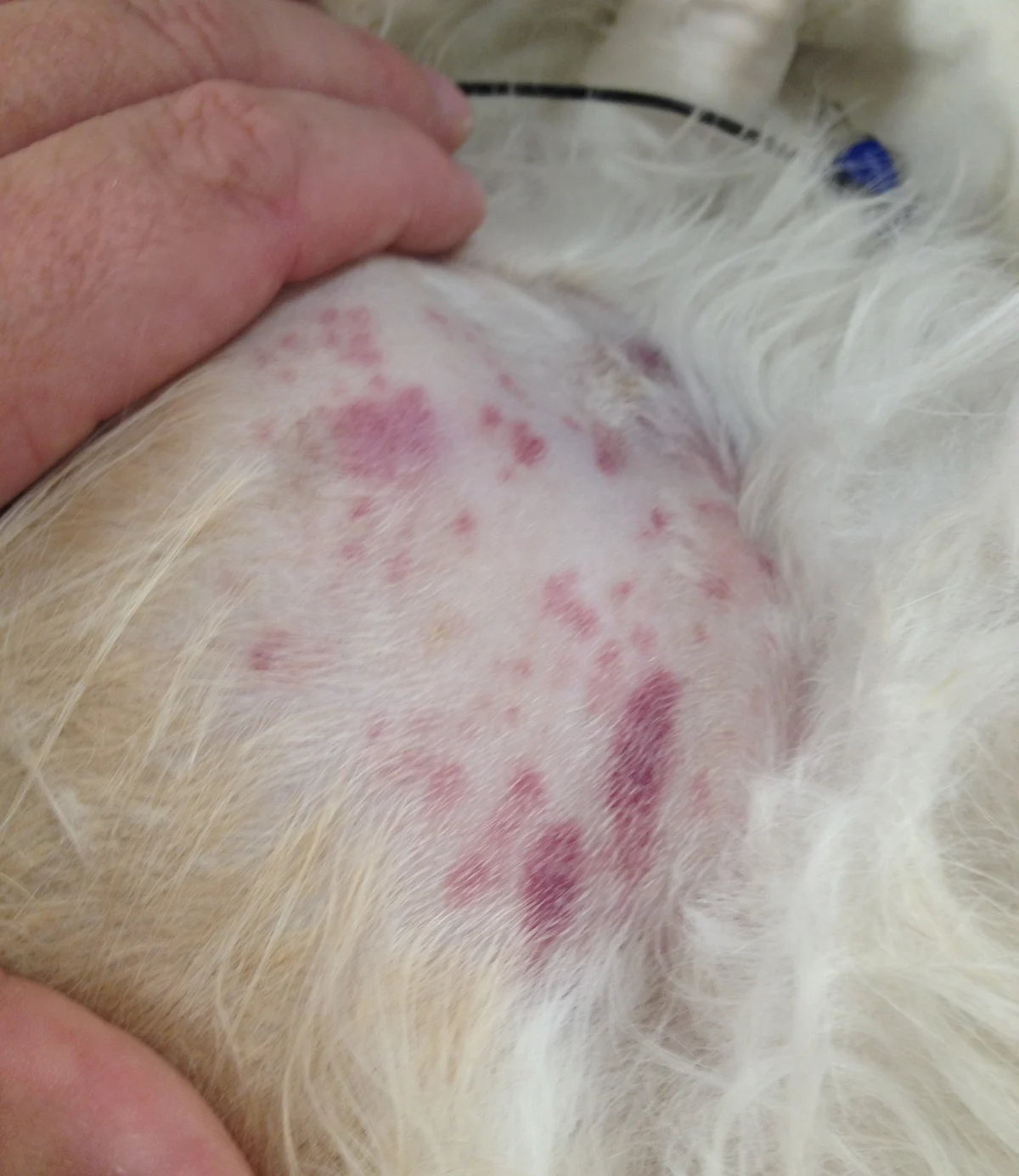 selected slide image