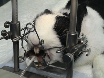 Brief Overview of Dental Disease in Pet Rabbits | Clinician's Brief