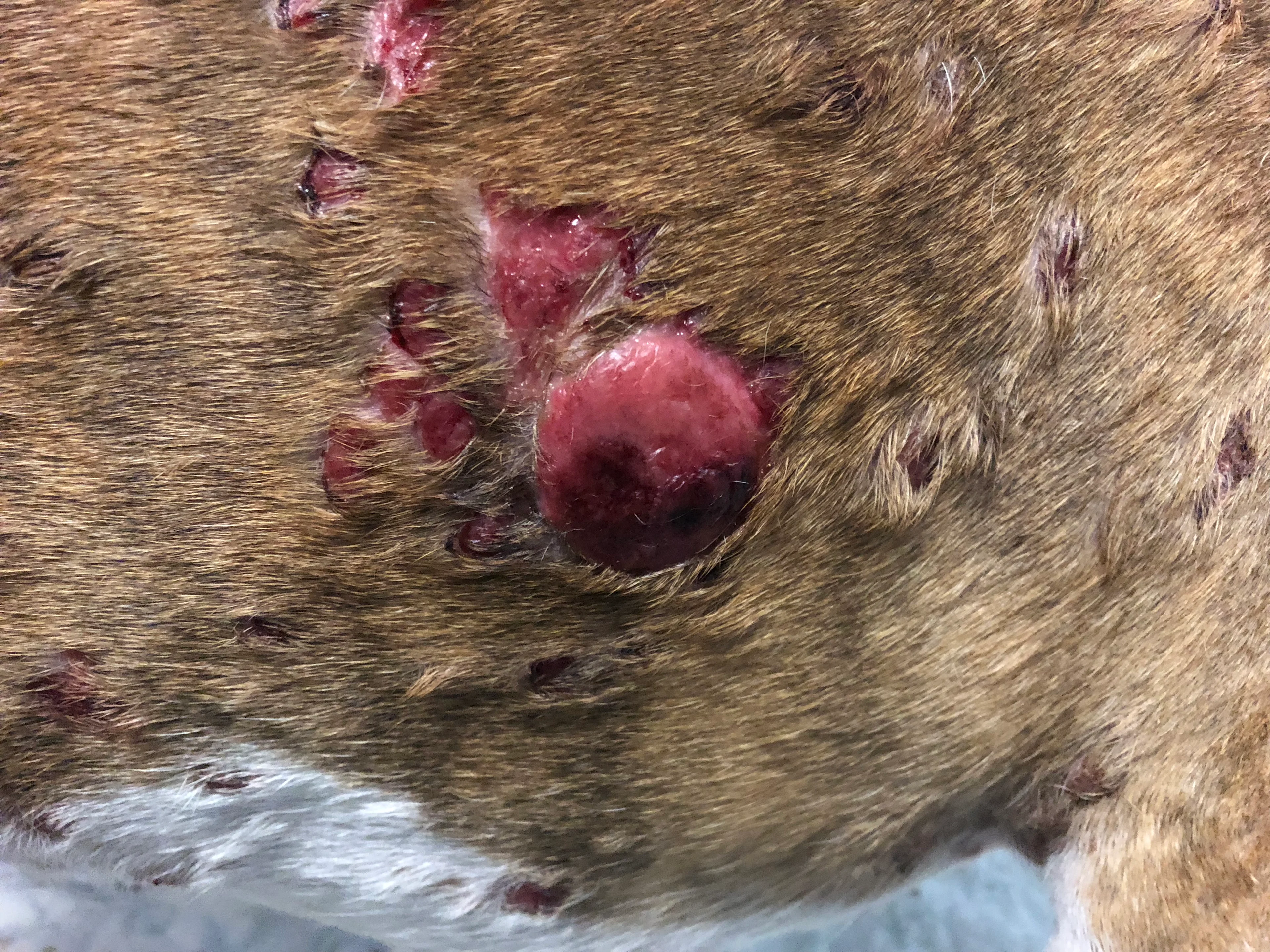 Large pink and purple circular nodule and multiple areas of ulceration on trunk of dog.