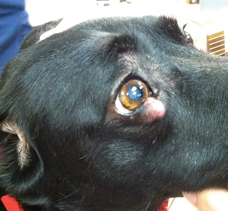 selected slide image