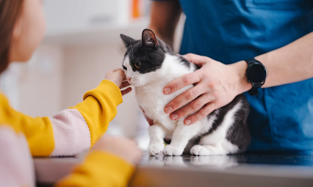 A domestic shorthair cat sitting on a veterinary examination table.