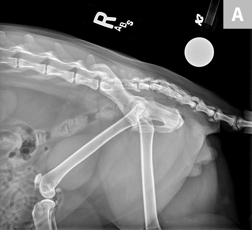 Pain Management in an Arthritic Senior Cat | Clinician's Brief - Senior Cat Pain Management With Equine Therapy
