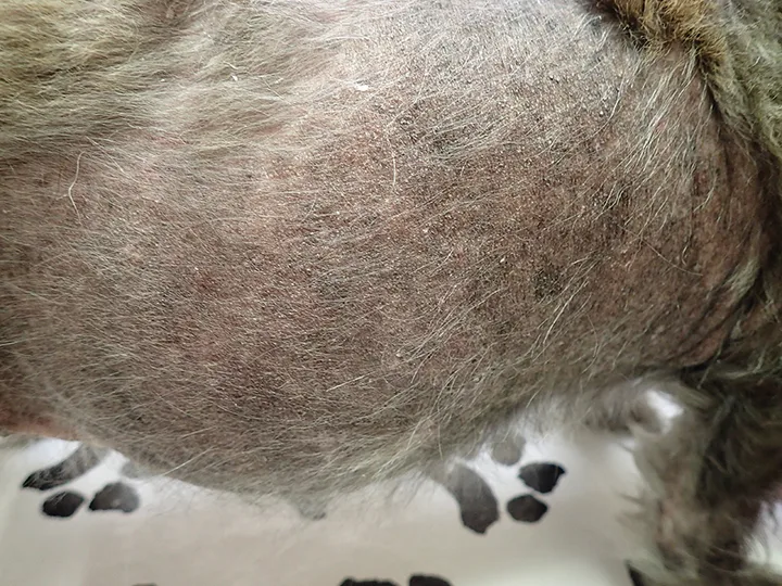 A lateral view of a dog with diffuse hair loss and comedones.