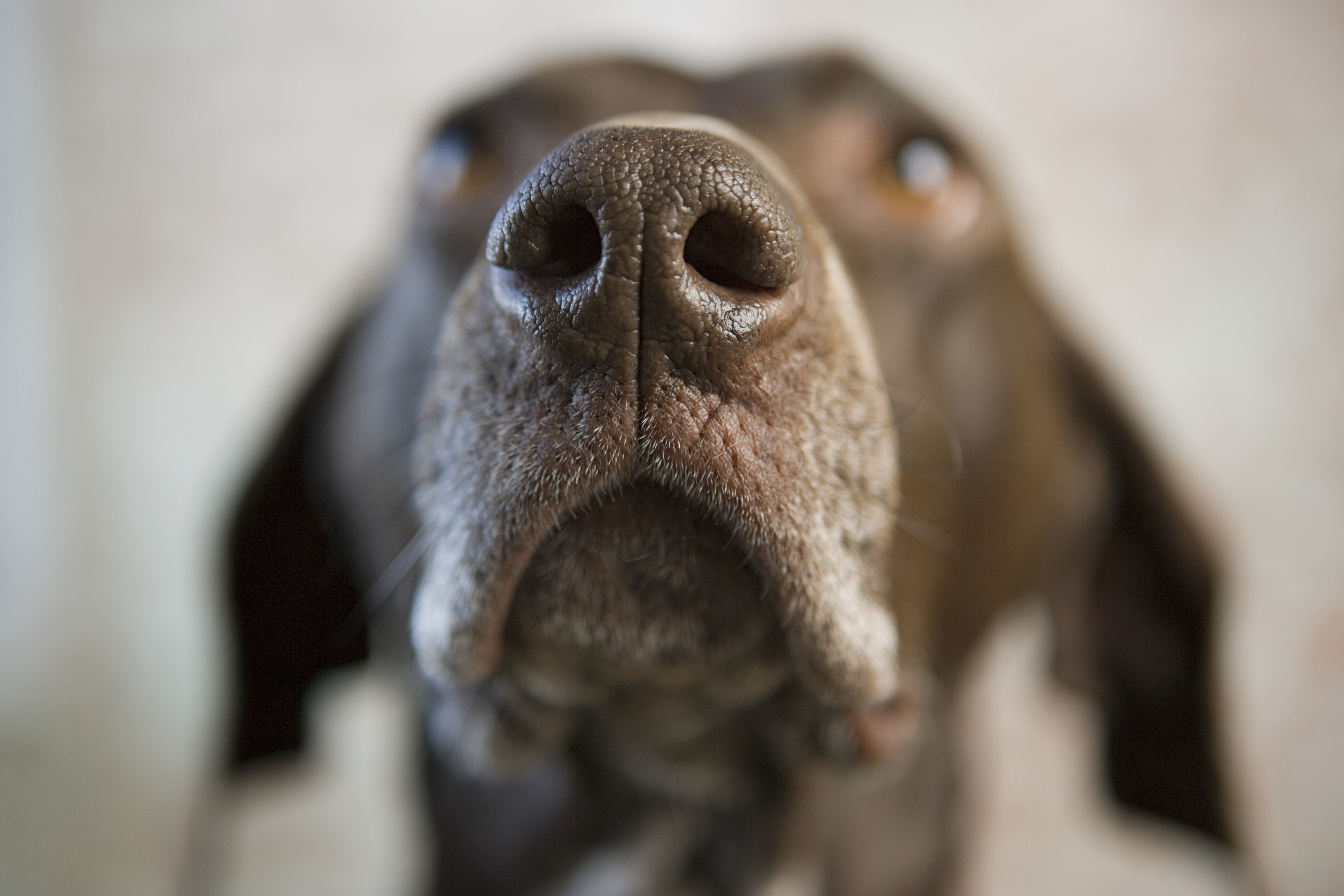 Your Go-To Resource for Veterinary Essentials & Insights