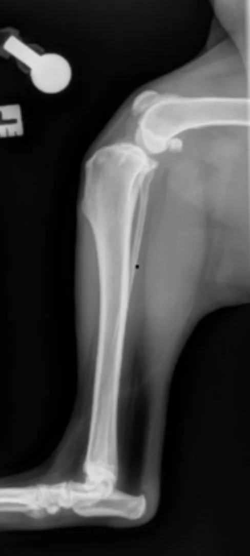 Radiographic images of a dog’s tibia with the distal end of the femur and the proximal end of the tarsus shown.