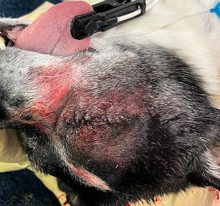 Images demonstrating closure of skin at enucleation site.