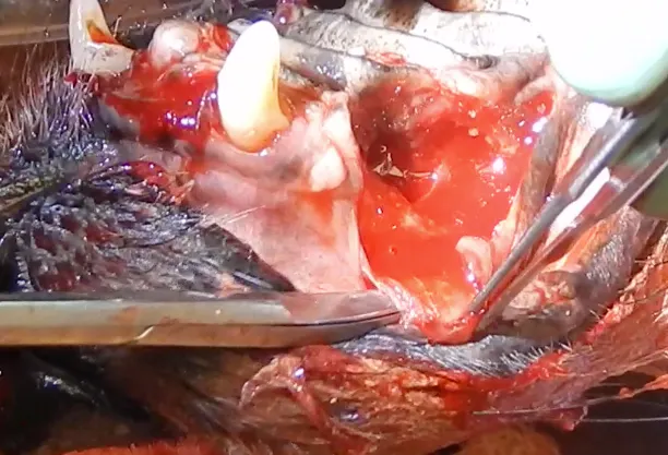 A canine patient undergoing a gingival flap. 