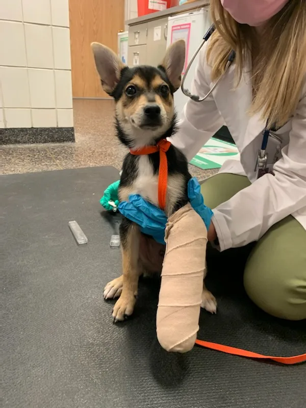 A dog with its left forelimb encased in a completed Robert Jones bandage held upwards by veterinary personnel.