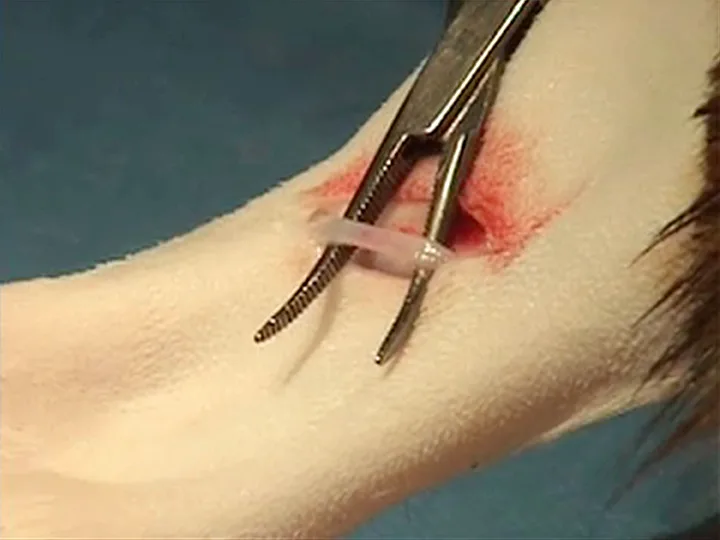 Open hemostats passed underneath saphenous vein holding it up out of incision in a dog.