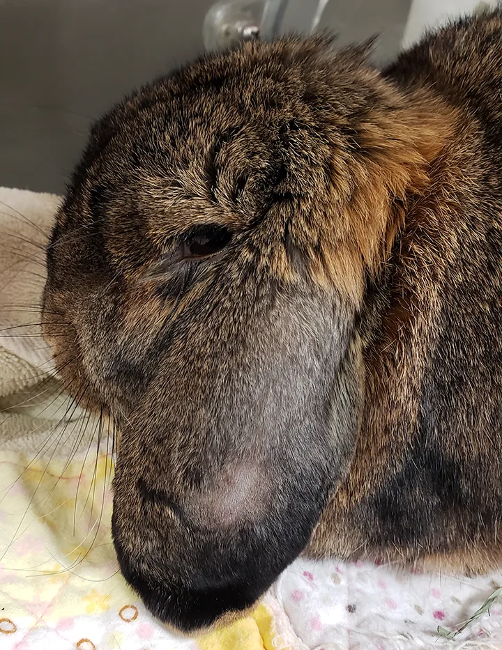 Brown rabbit with lop ears sitting on blanket and squinting its eye.