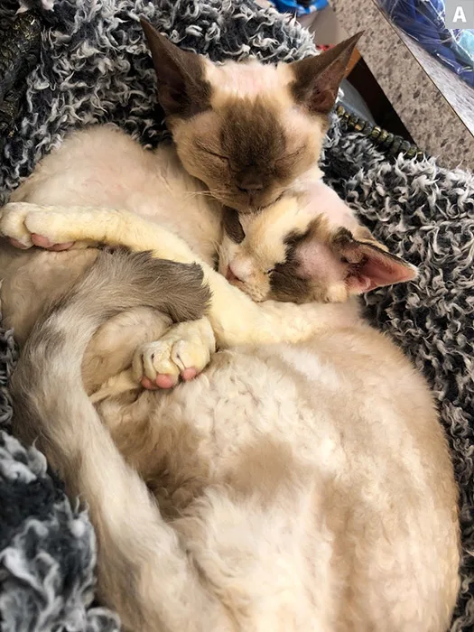 Curated visual reference: Feline Aggression And Fear Based Behavior Reference: Feline Aggression