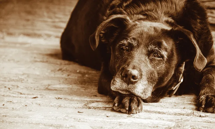 A graying black dog resting on the floor.