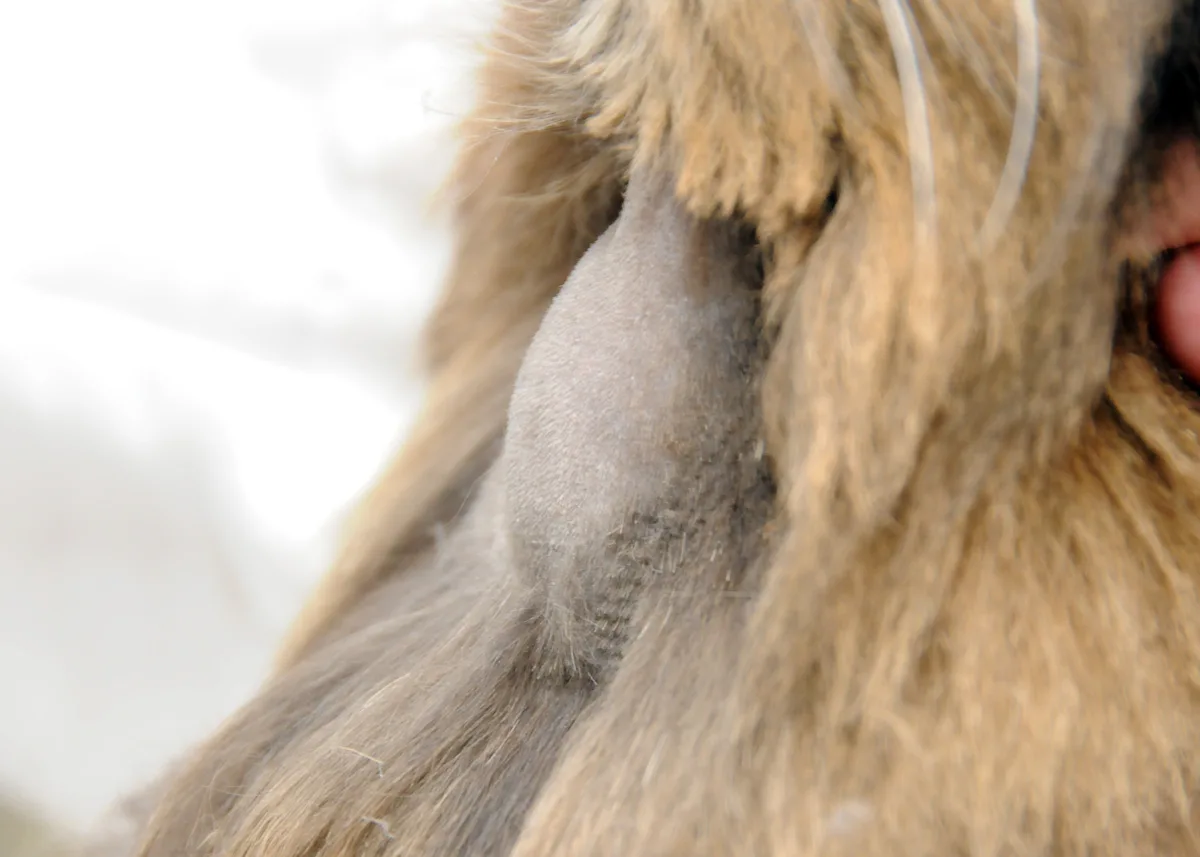 Close up of a nodule on a cat’s neck.
