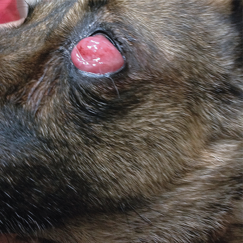 Pink eye outlet in dogs symptoms