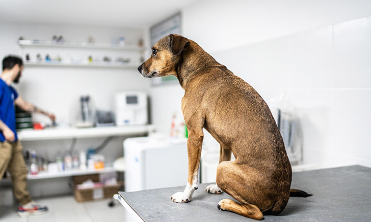 Trusted daily essentials for today's veterinarians | Clinician's Brief