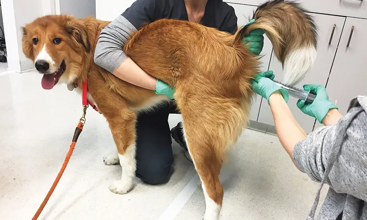 A veterinarian administers an injection to a large, friendly-looking dog while a technician supports the dog in a clinical setting. The dog is standing on a smooth floor, wearing a red leash, and the technician is wearing gloves while holding a syringe.
