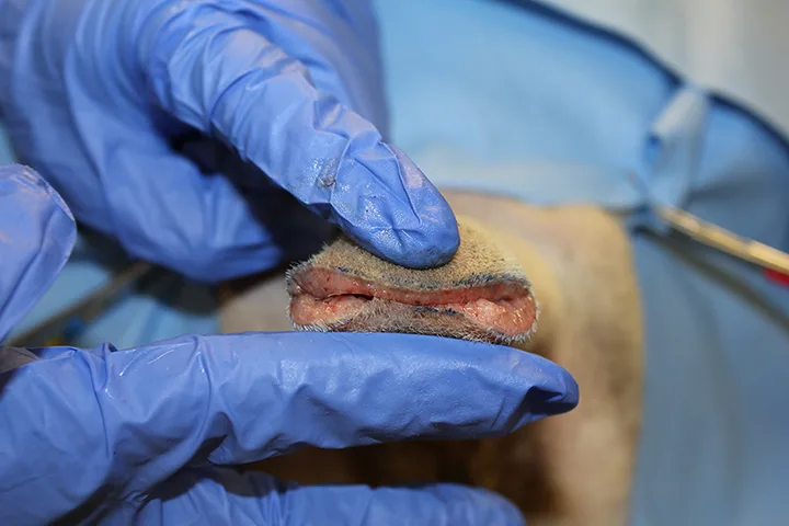 Incised end of amputated tail demonstrating how to close skin over bony vertebra.