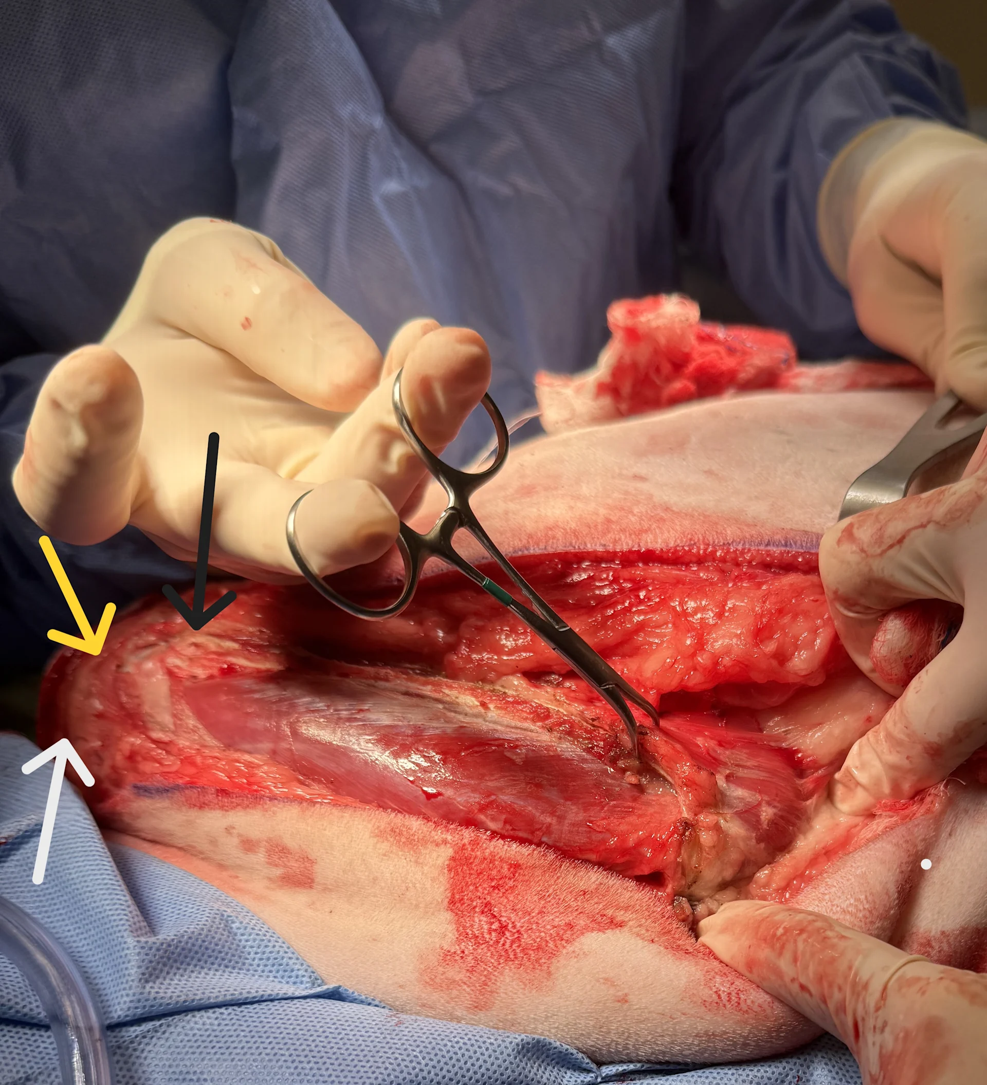 selected slide image