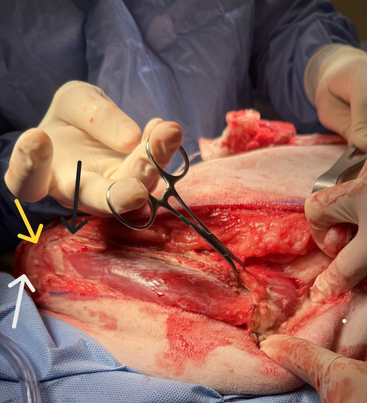 selected slide image