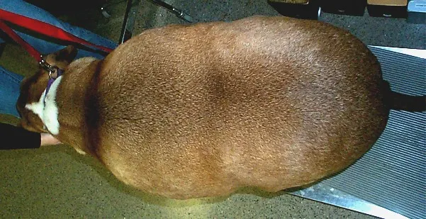 Top and side views of a morbidly obese dog.