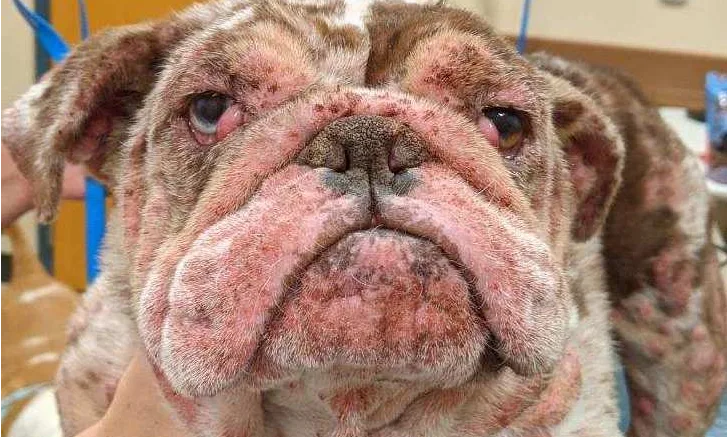 English bulldog presented with pemphigus foliaceus.