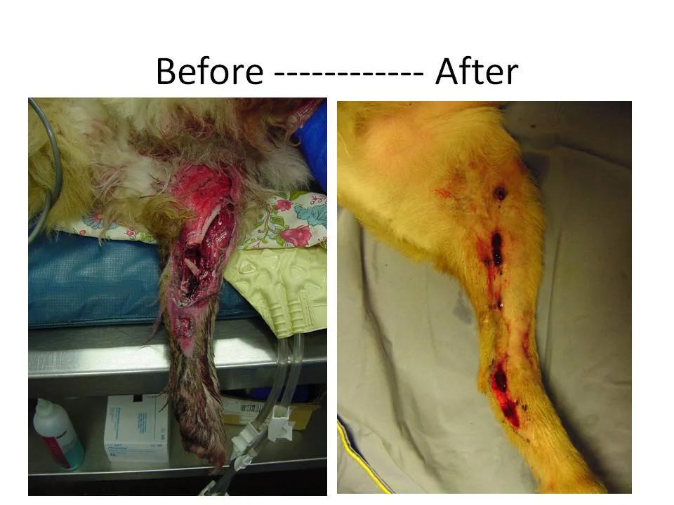 selected slide image