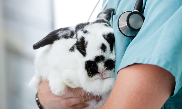 Limb Amputation in Rabbits