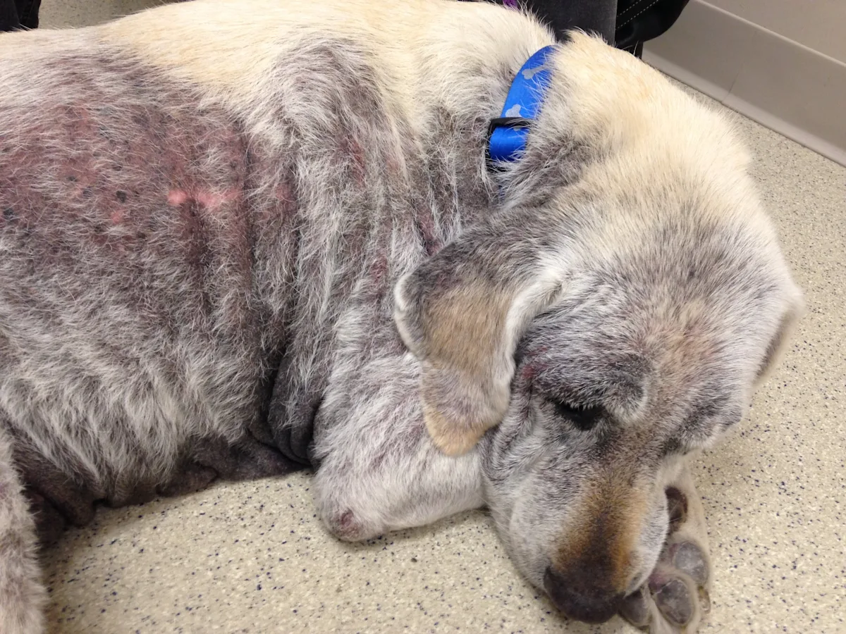 Canine Atopic Dermatitis