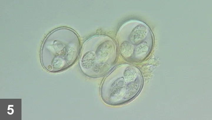 A microscopic image showing additional magnification of oval-shaped parasite eggs.