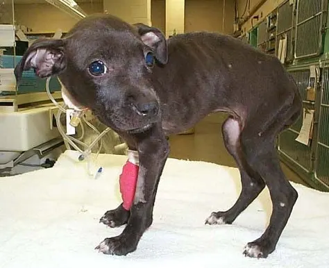 A healthy puppy seen in comparison with an emaciated puppy.