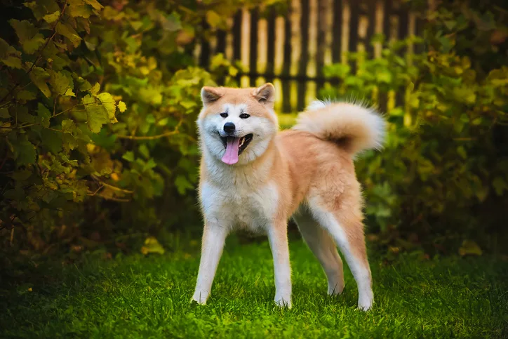 An Akita dog standing outside on green grass.